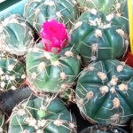 phoca_thumb_m_tropic zajici 49 Fotogalerie